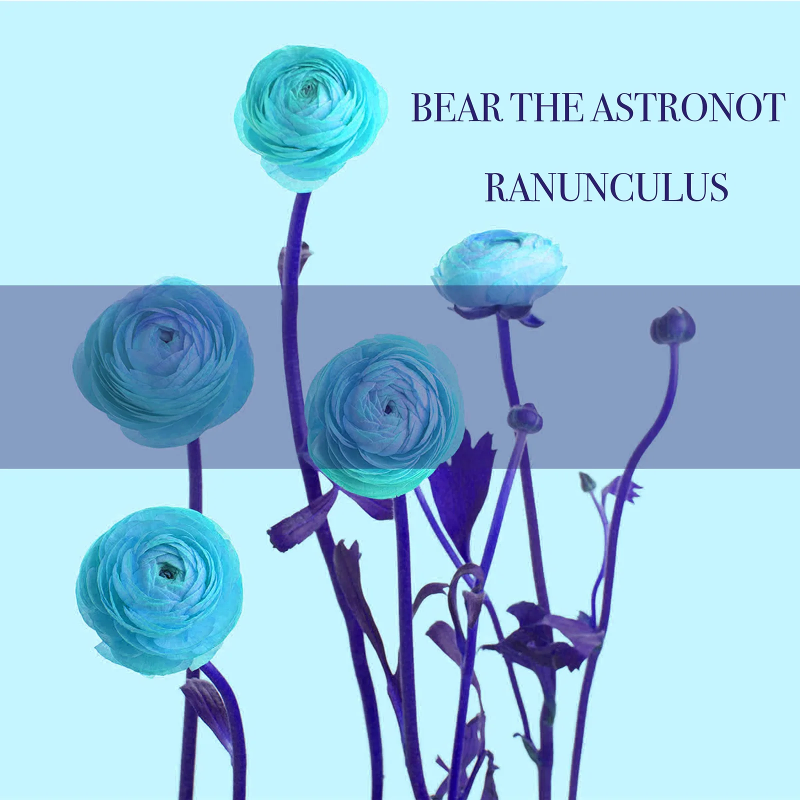 ranunculus cover artwork